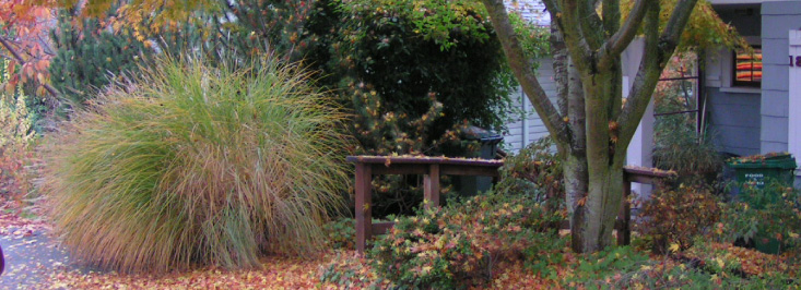 grasses in the landscape